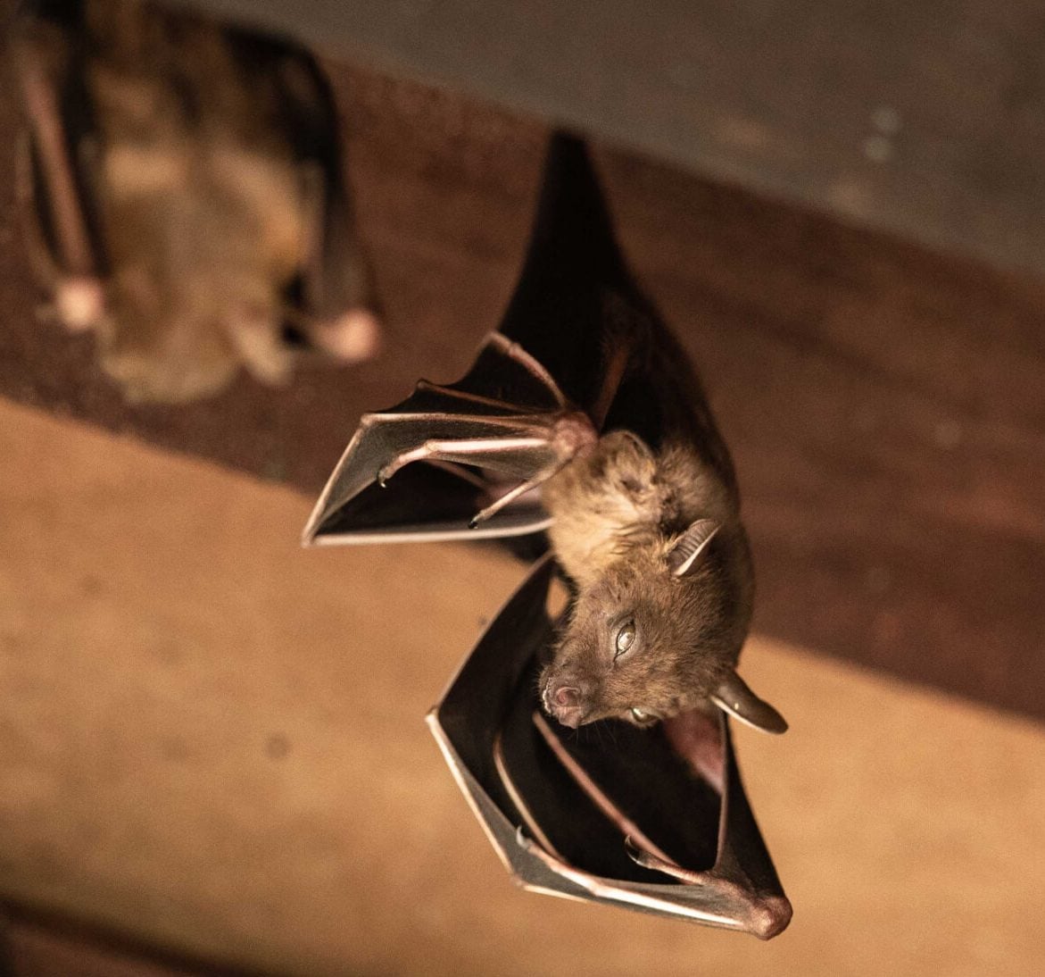 Wildlife-Bats in Dagsboro